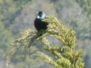 Tui guards the Control Gates between Lakes Te Anau and Manapouri